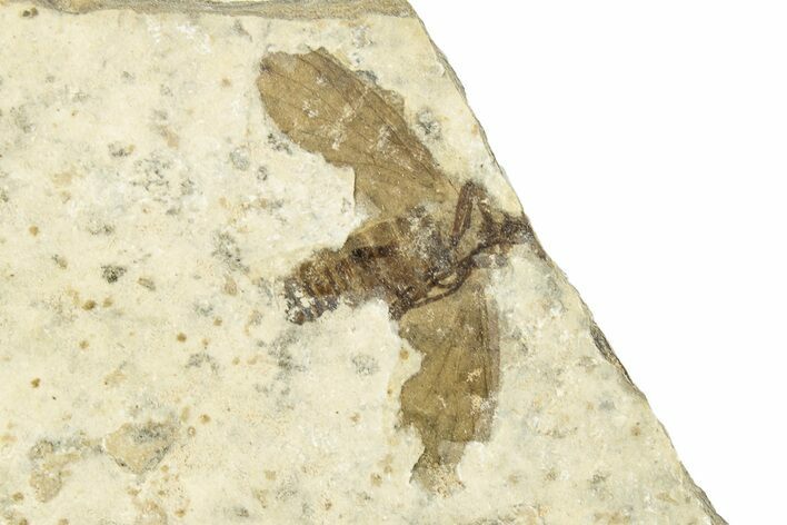 Detailed Fossil March Fly (Plecia) w/ Legs - Wyoming #245636
